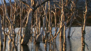Dead trees in a lake created by beavers