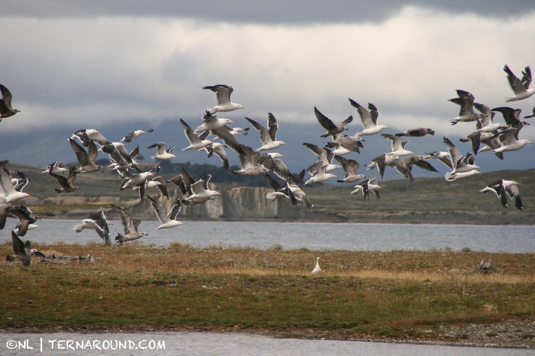 Seagulls taking off