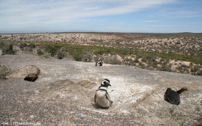 Patagonia - Punta Tombo - penguin landscape